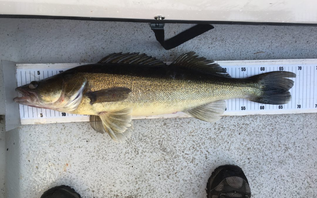 Sfk Spinn’s Stor fisk 2018 från sjön Rottnen eller Kalv